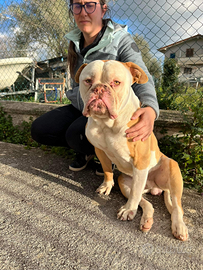 Cucciolone di bulldog americano in adozione