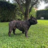 Bulldog francese maschio per accoppiamento