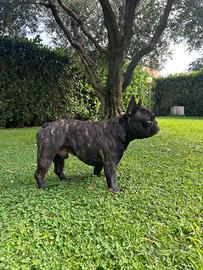 Bulldog francese maschio per accoppiamento