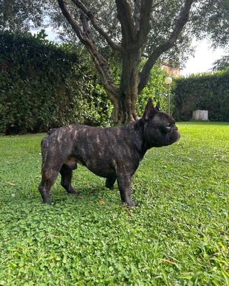 Bulldog francese maschio per accoppiamento