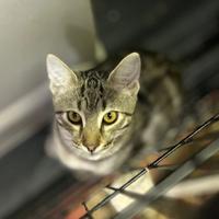 Jumpy gattino 5 mesi