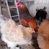 Gallo e gallina braman