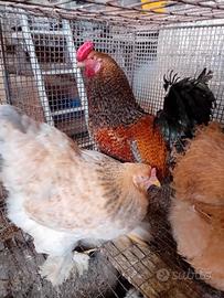 Gallo e gallina braman