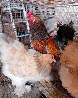 Gallo e gallina braman