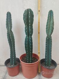 cactus colonnare pianta grassa cereus