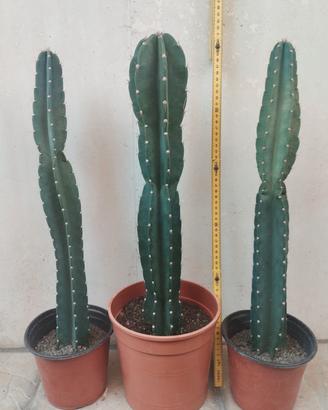 cactus colonnare pianta grassa cereus