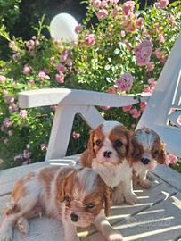 Cuccioli di cavalier king