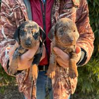 Cuccioli di Bassotto Arlecchino