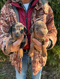 Cuccioli di Bassotto Arlecchino