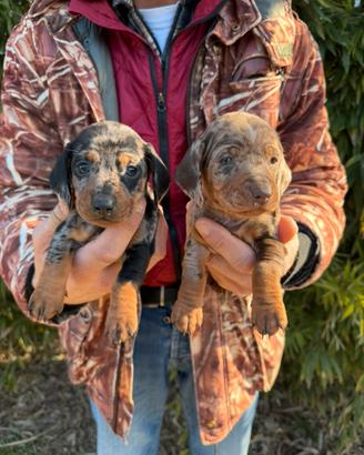 Cuccioli di Bassotto Arlecchino