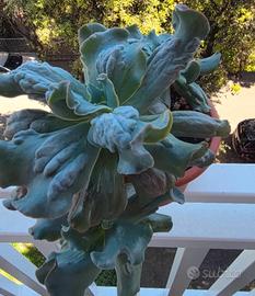 Echeveria 'Culibra' accestita