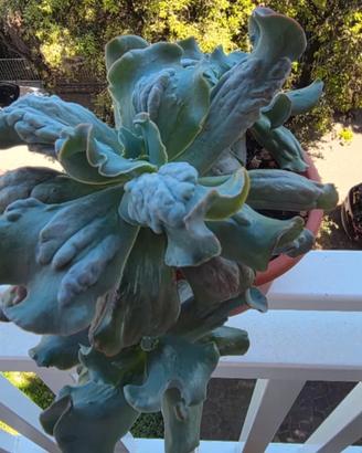 Echeveria 'Culibra' accestita