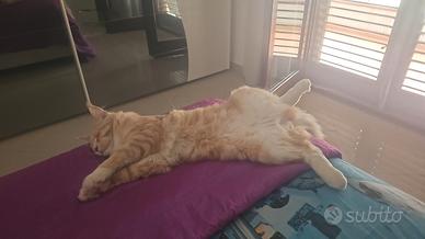 Maine coon