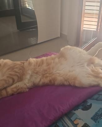 Maine coon