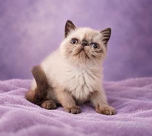 cucciola Exotic Shorthair 
