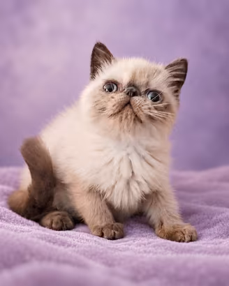 cucciola Exotic Shorthair 