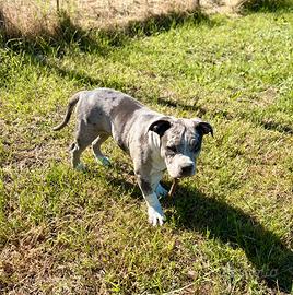 Cucciola American bully