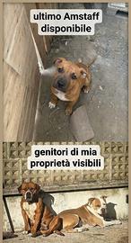 Cucciolo American Staffordshire Terrier