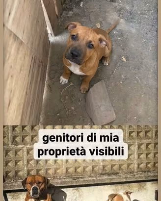 Cucciolo American Staffordshire Terrier