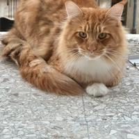 Maine coon adulto con pedigree