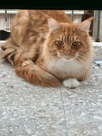 Maine coon adulto con pedigree