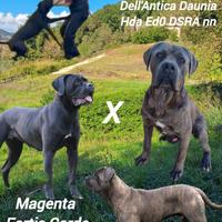 Cane Corso cuccioli