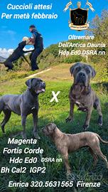 Cane Corso cuccioli