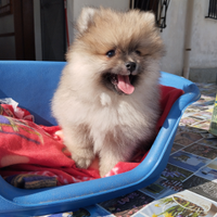 Spitz di Pomerania cucciolo