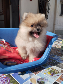 Spitz di Pomerania cucciolo