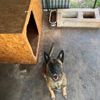 Pastore Belga Malinois