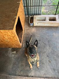 Pastore Belga Malinois