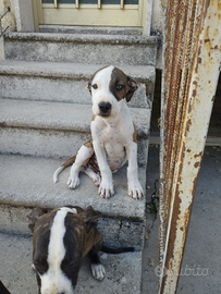 Cuccioli di Pitbull