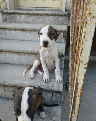 Cuccioli di Pitbull