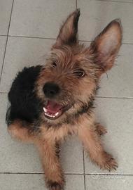 Cuccioli di cane