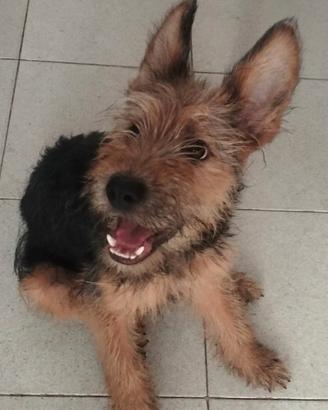 Cuccioli di cane