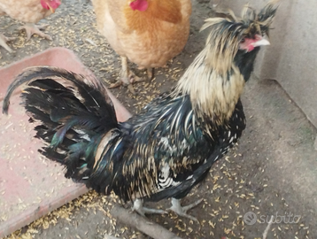 Galli padovani bianchi argento