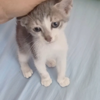 Gattino di 2 mesetti super coccolone