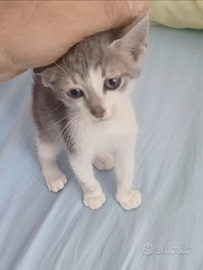 Gattino di 2 mesetti super coccolone