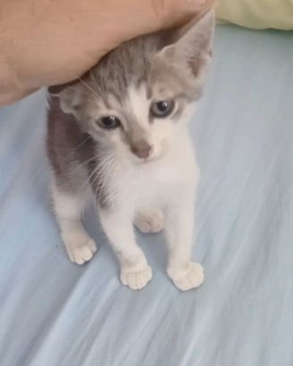 Gattino di 2 mesetti super coccolone