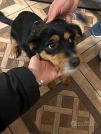 Cucciolo jek Russel da tana