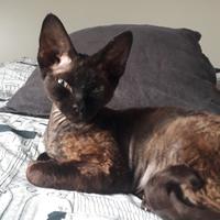 Devon rex