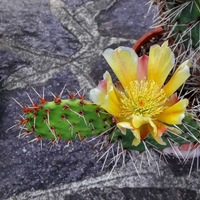 Opuntia polyacantha piante grasse