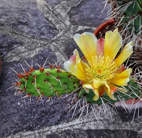 Opuntia polyacantha piante grasse