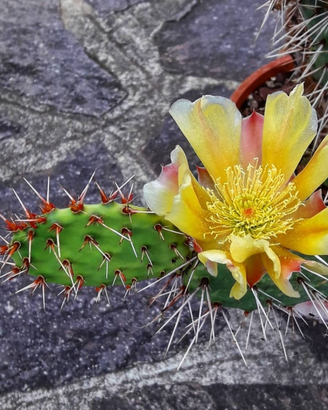 Opuntia polyacantha piante grasse