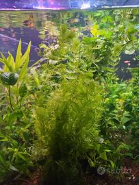 Piante Acquario Caridine Avannotti Platy