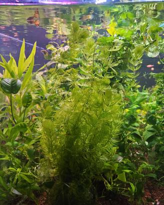 Piante Acquario Caridine Avannotti Platy