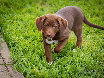 Cucciolo femmina cioccolato mix golden
