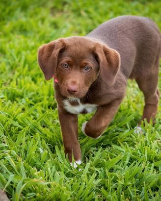Cucciolo femmina cioccolato mix golden