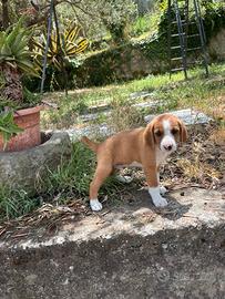 Cucciolo segugio maremmano