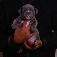 American bully